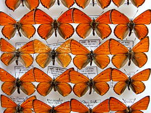 Butterflies in the collection