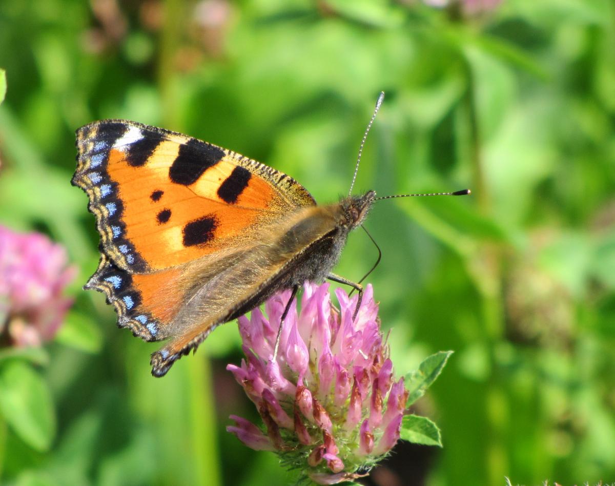 Small Tortoiseshell