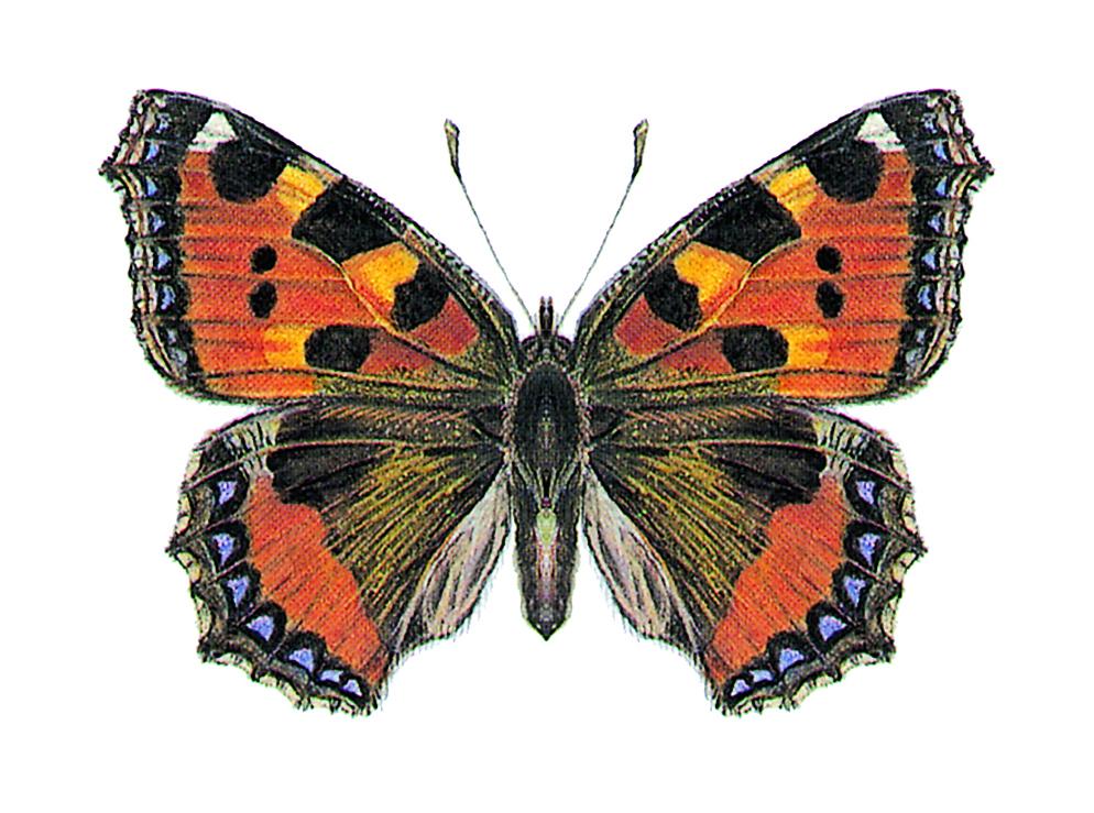 Small Tortoiseshell Small Tortoiseshell