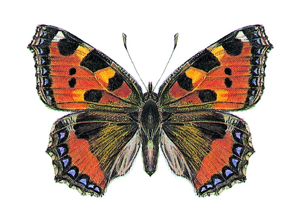 Small Tortoiseshell