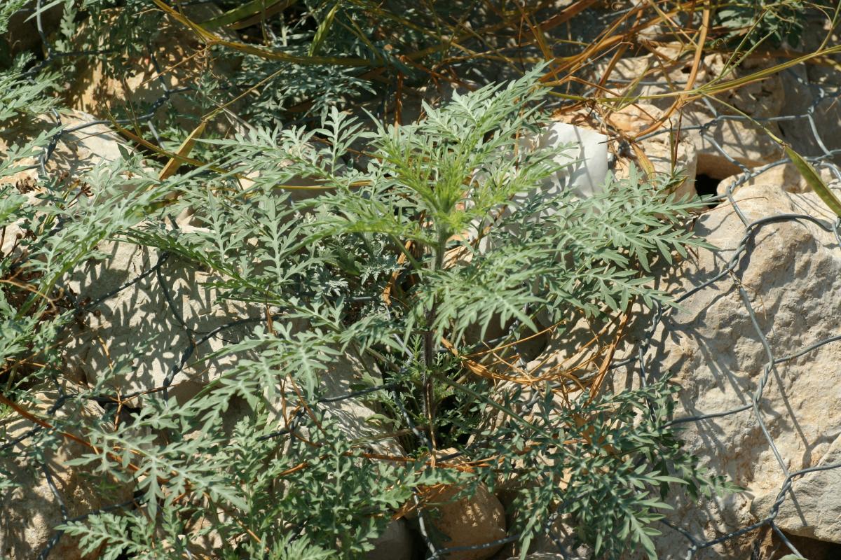 Common ragweed 