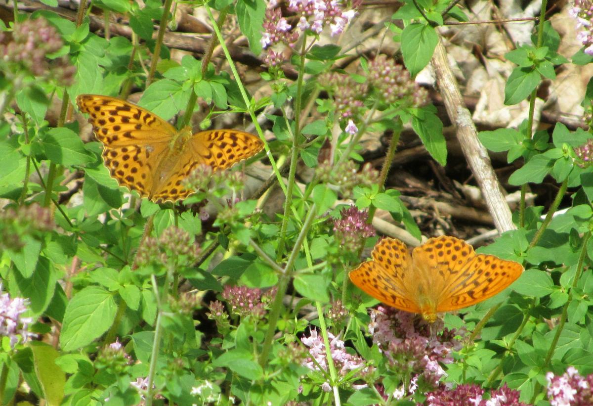 Silver-washed Fritillary