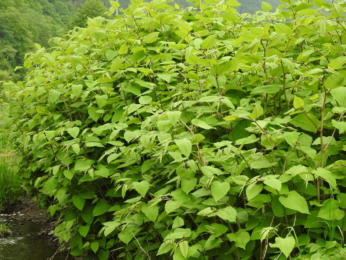 Japanese knotweed