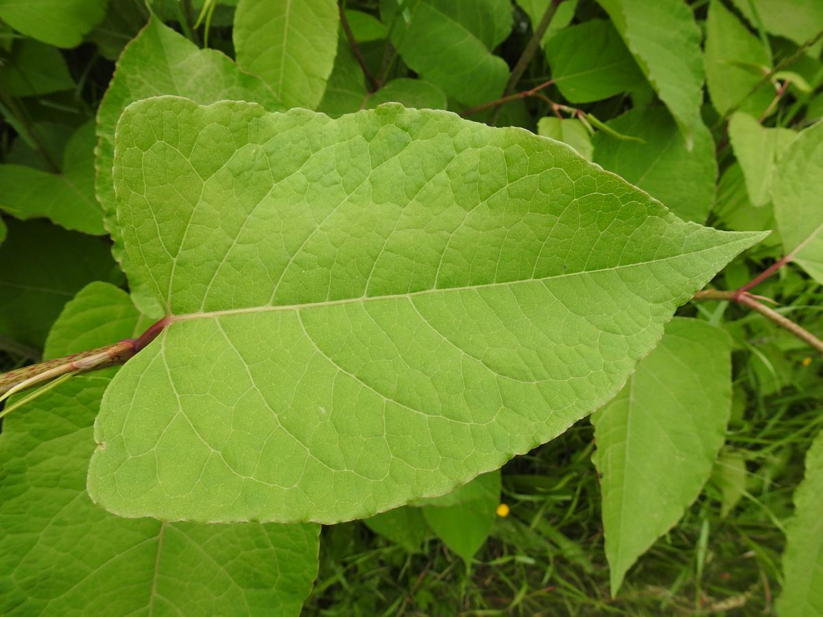 Japanese knotweed