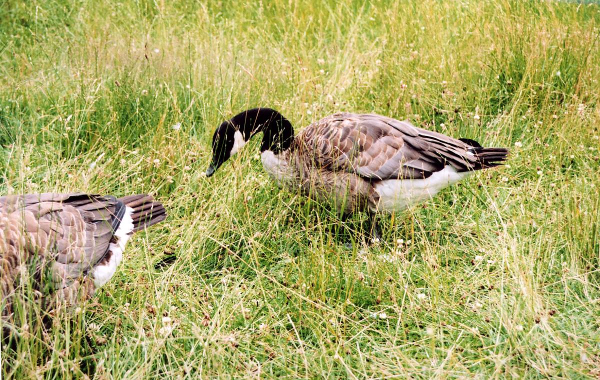 Canada goose Canada goose