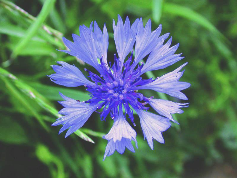 Cornflower