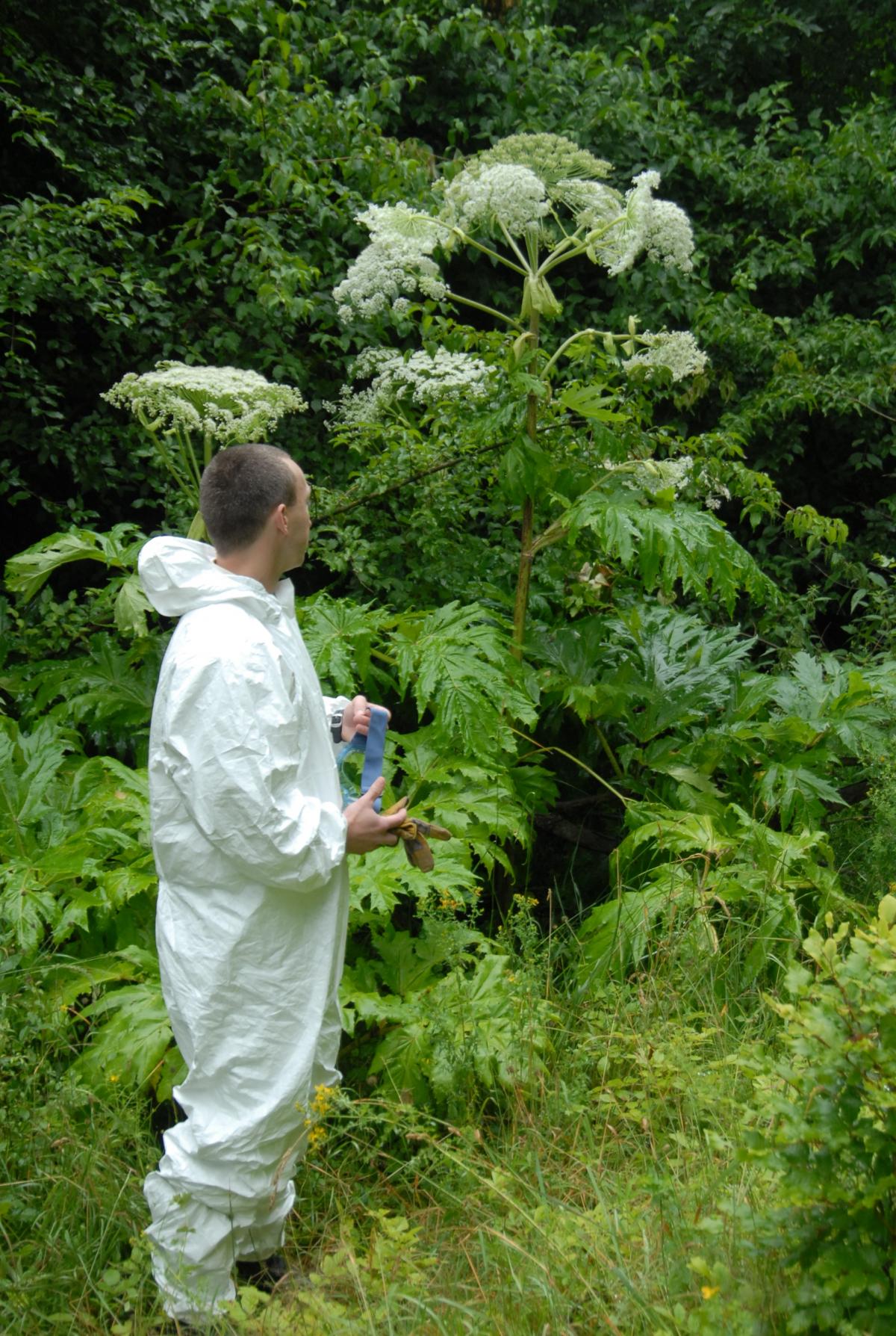 Giant hogweed