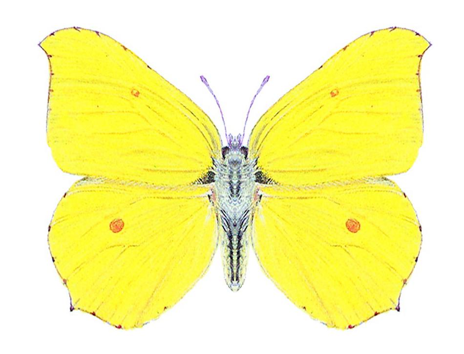 Brimstone Brimstone