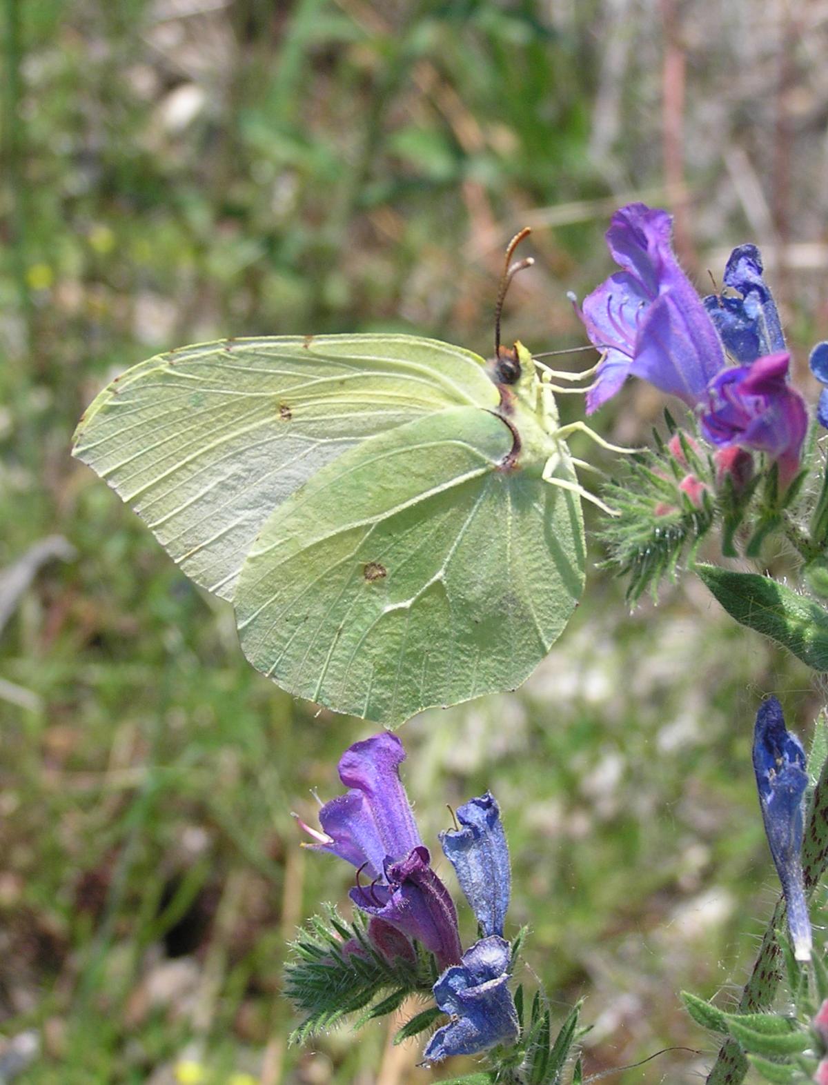 Brimstone