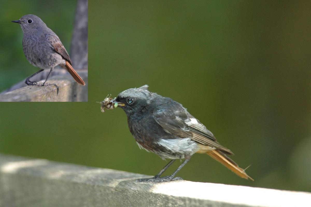 Black redstart