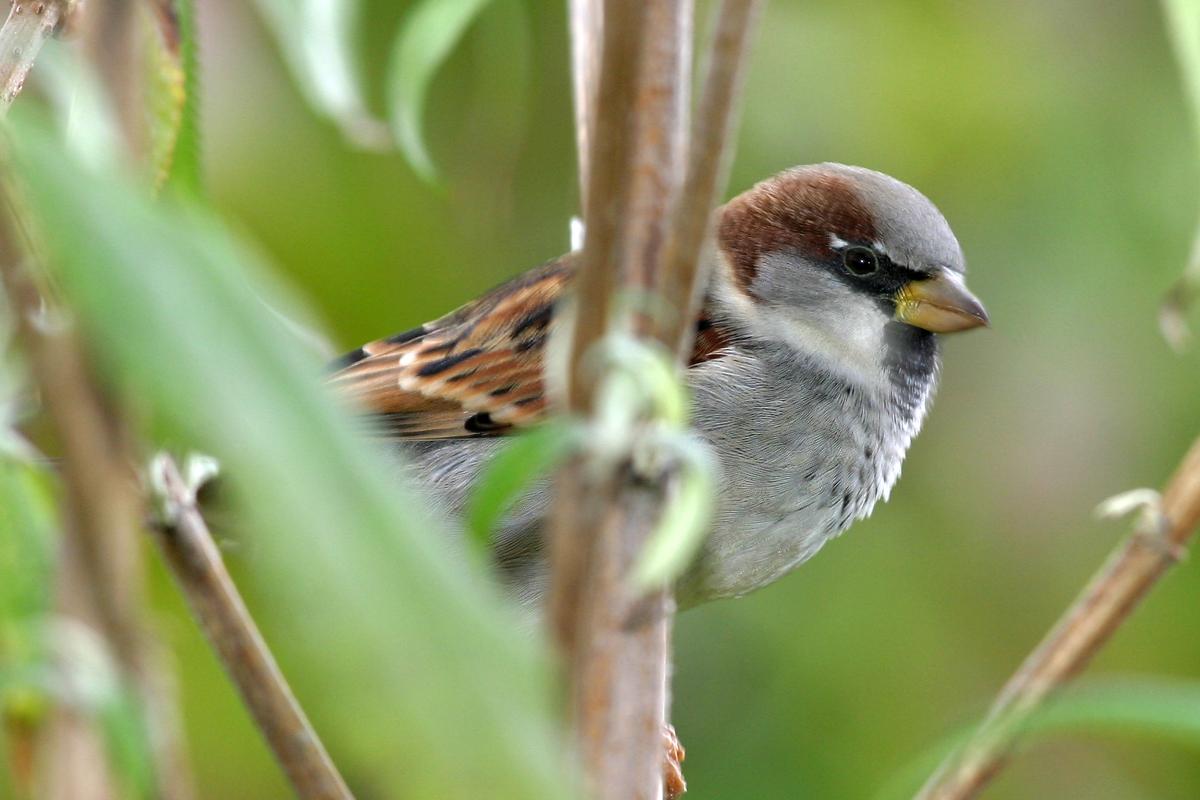 Moineau domestique