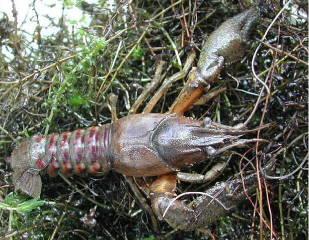 Spinycheek crayfish 