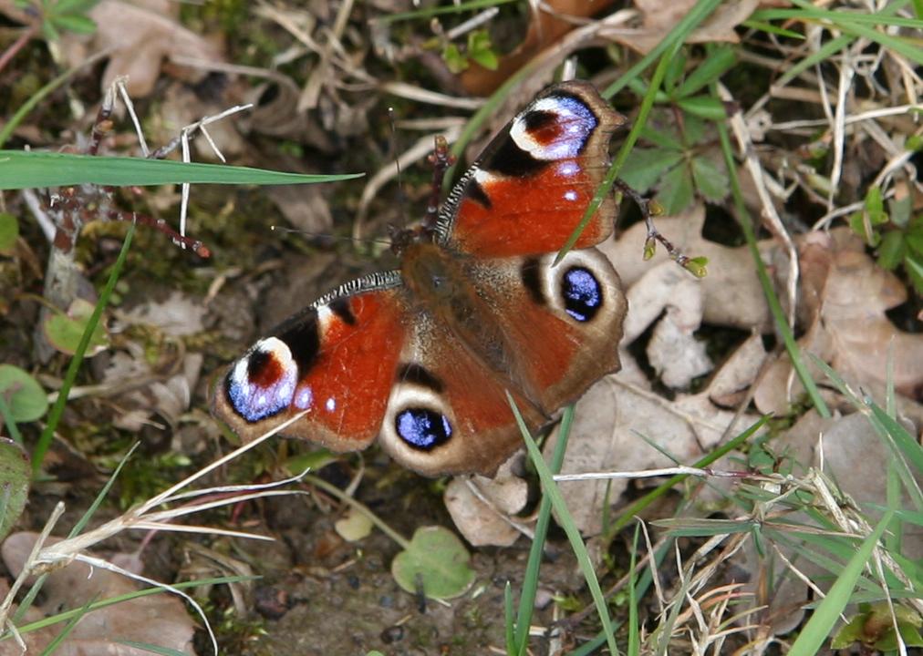 Peacock