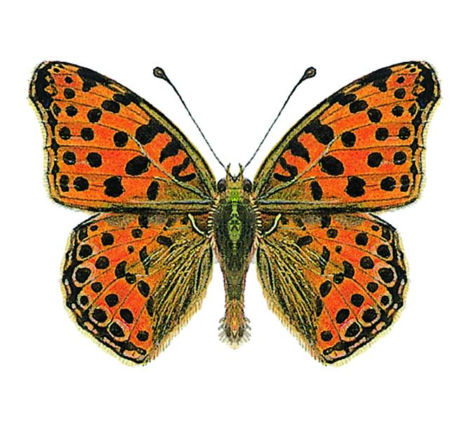 Queen of Spain fritillary Queen of Spain fritillary