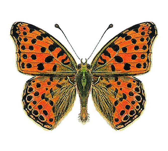 Queen of Spain fritillary