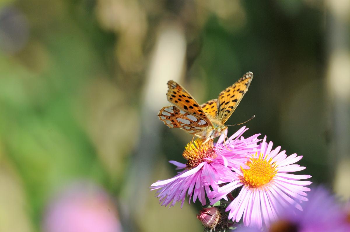 Queen of Spain fritillary