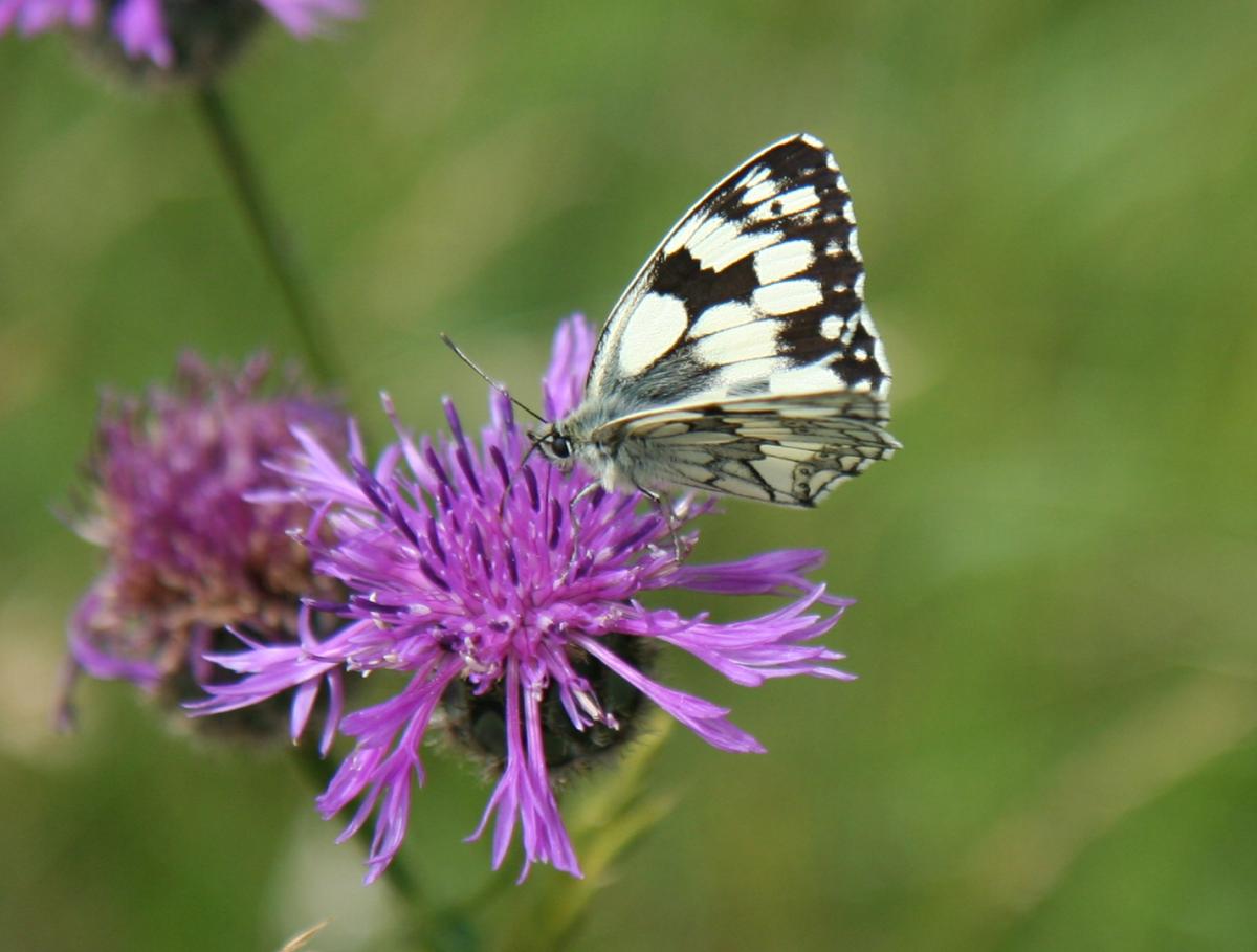 Marbled White 