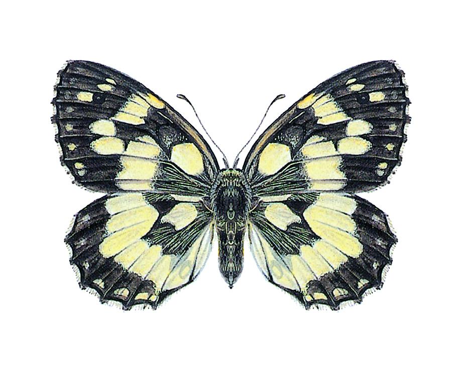 Marbled White 