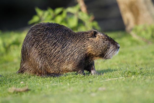 Nutria 