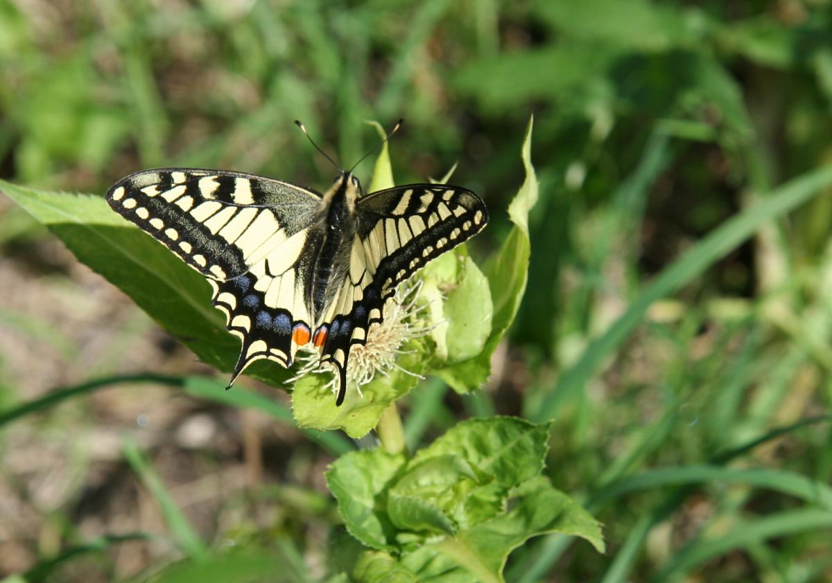 Swallowtail