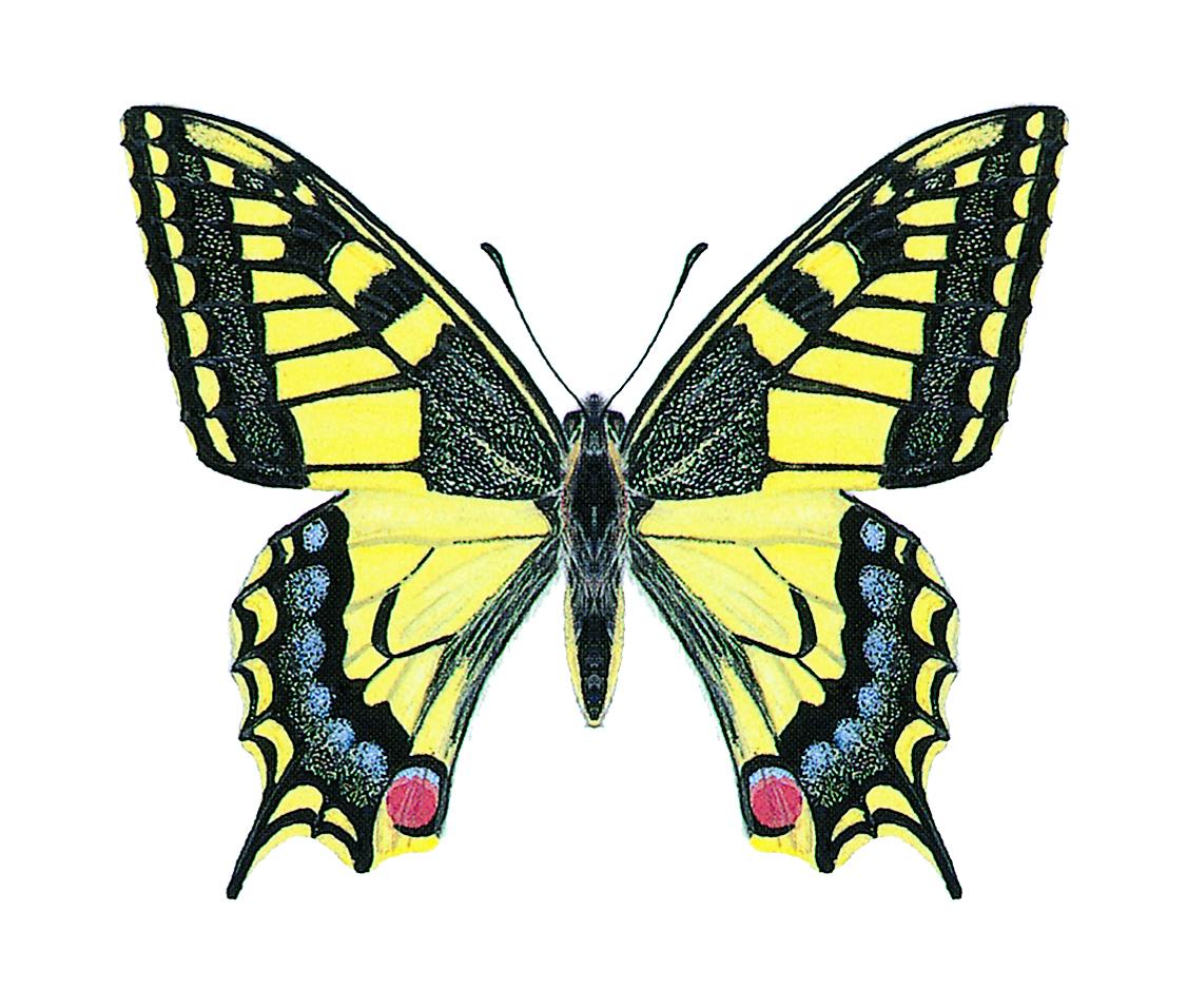 Swallowtail