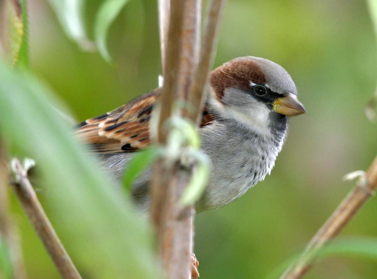 House Sparrow House Sparrow