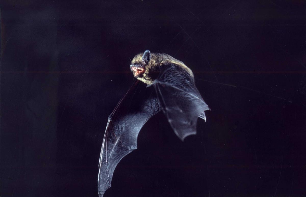 Eng Fliedermaus am Haus! Eng Fliedermaus am Haus!