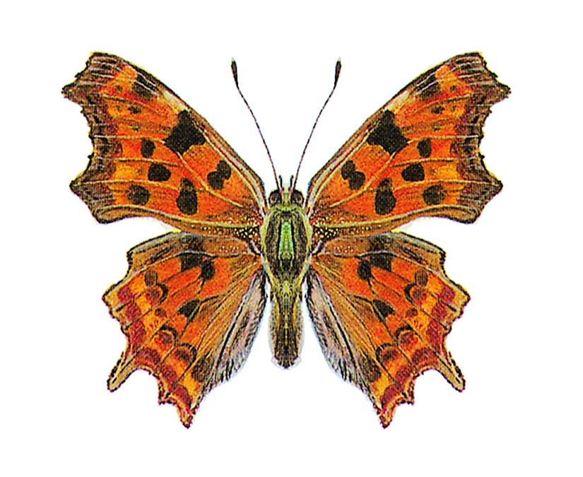 Comma