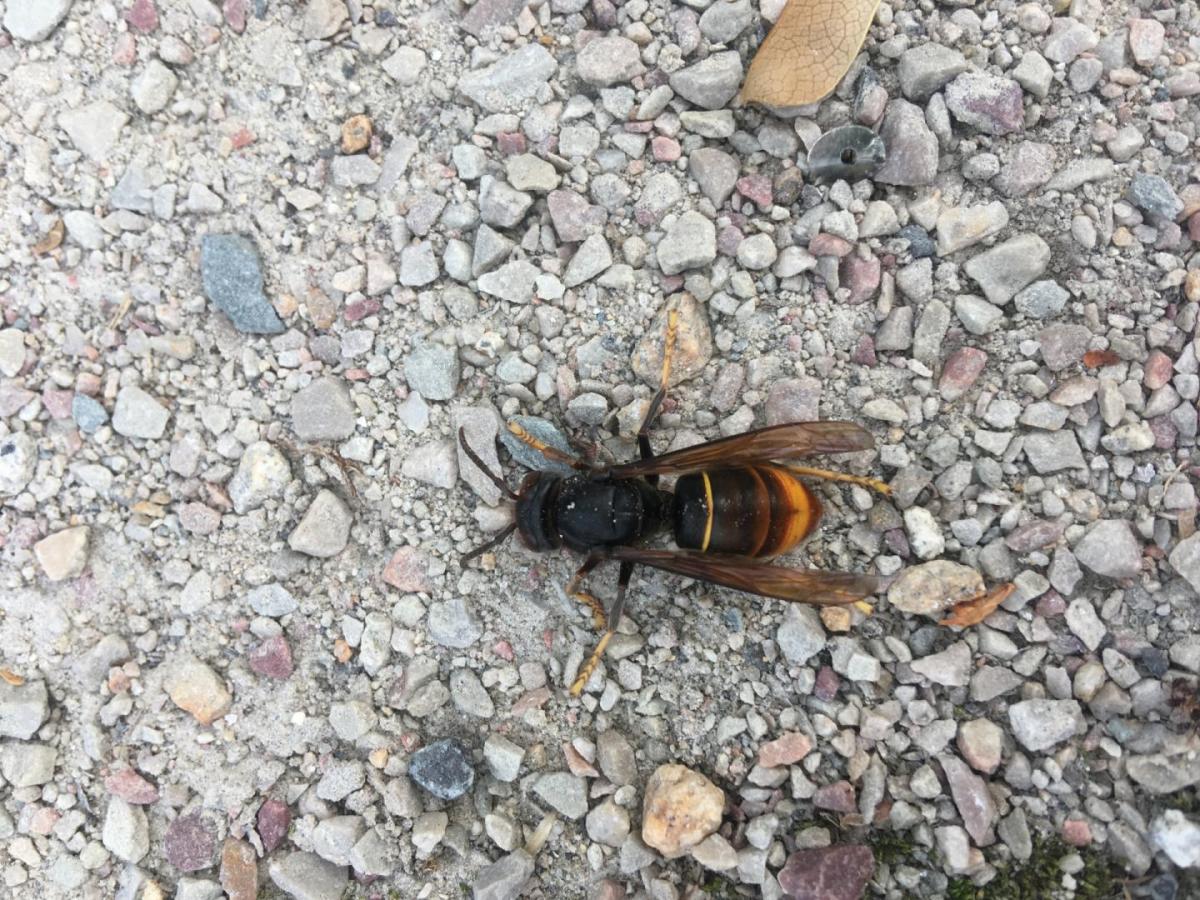 Yellow‐legged hornet