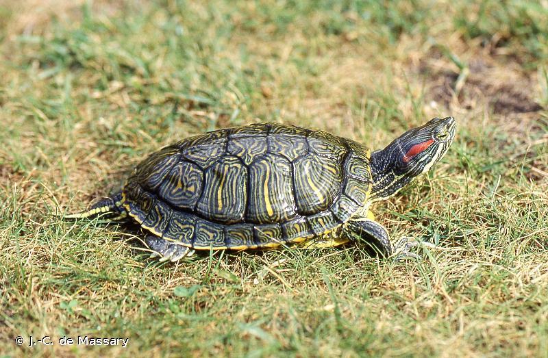 Red-eared slider