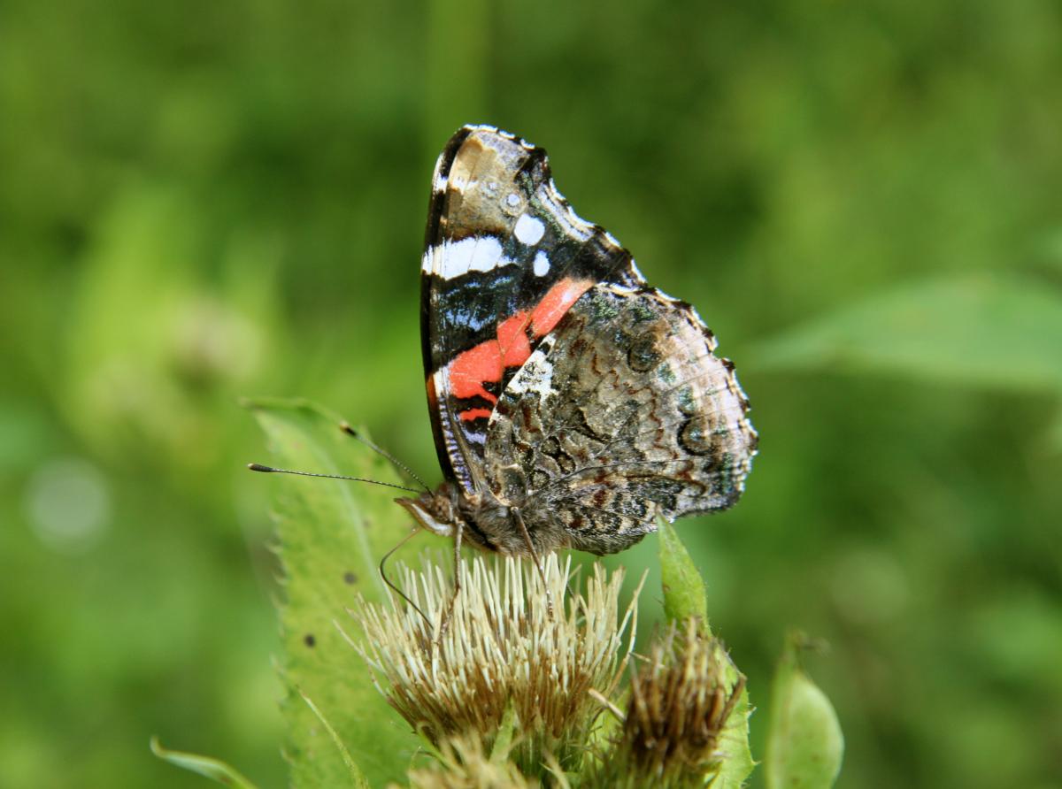 Red Admiral