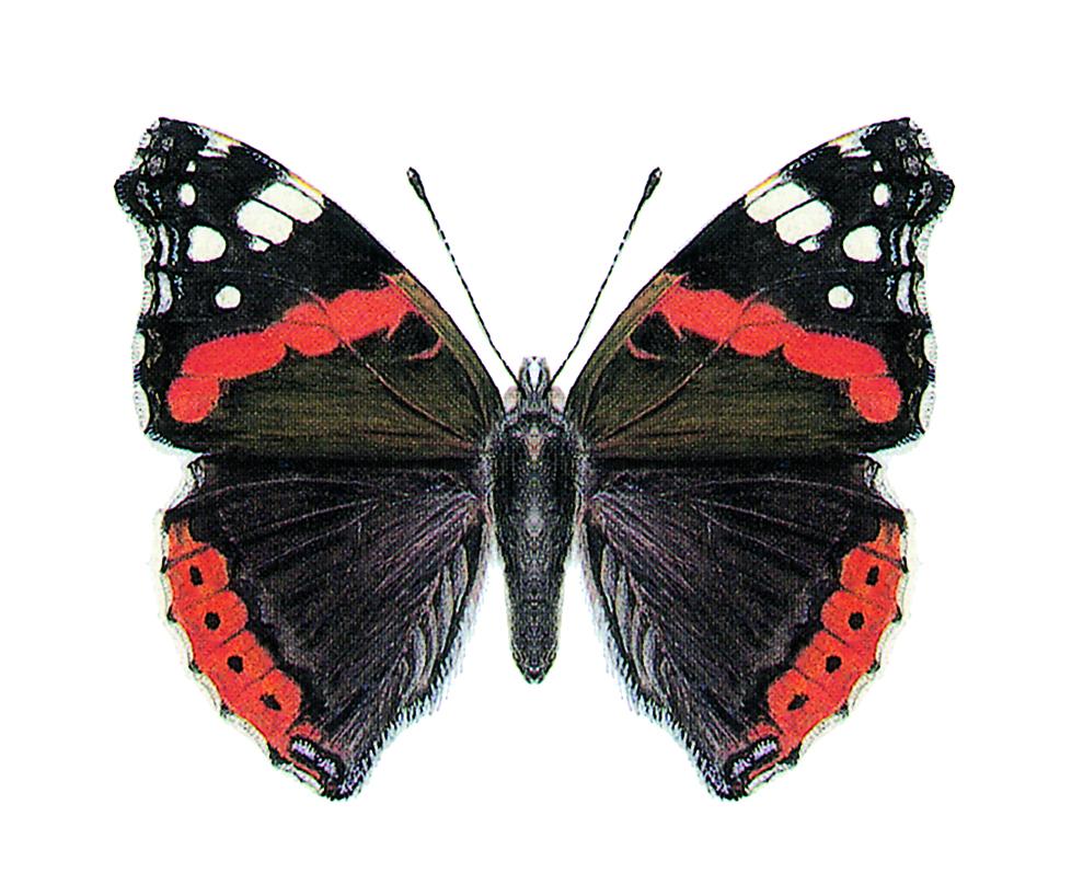 Red Admiral