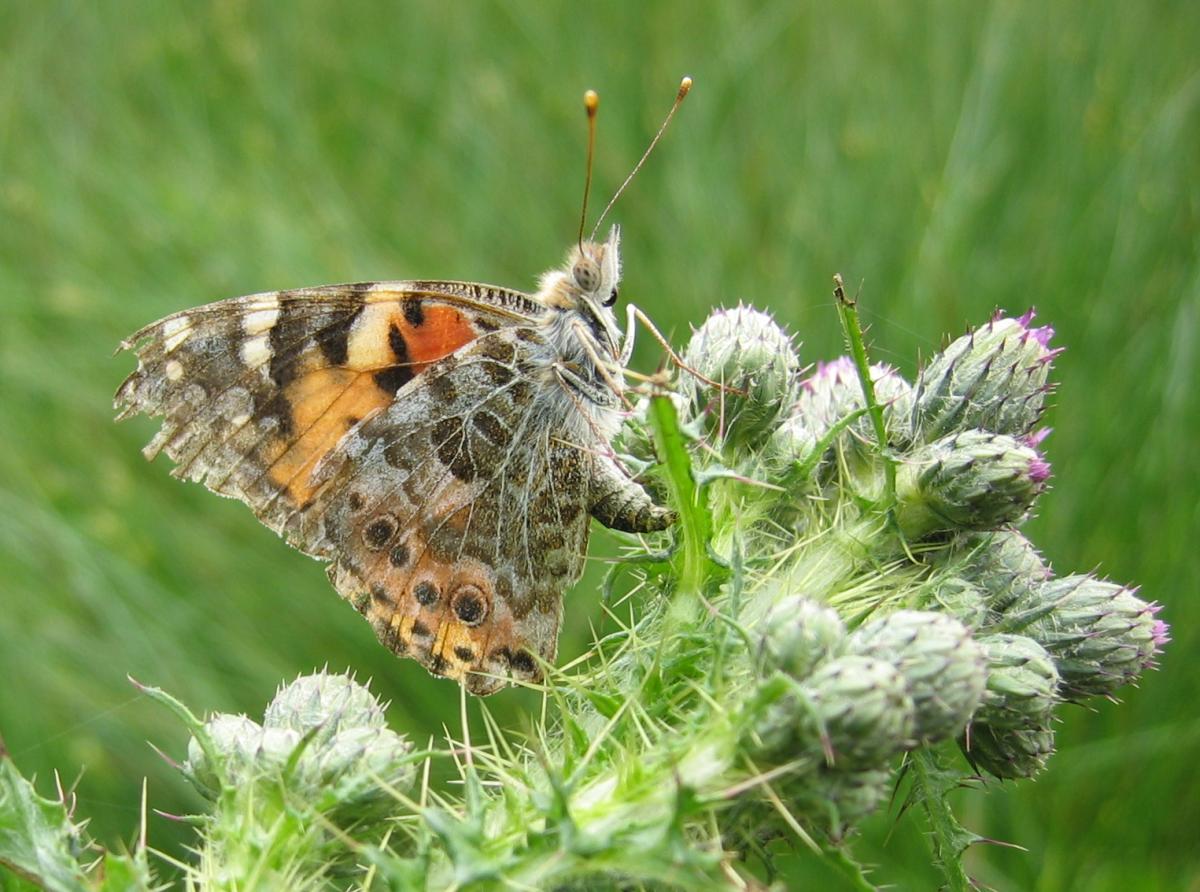 Painted Lady 