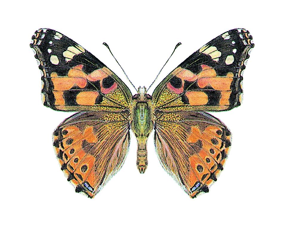 Painted Lady 