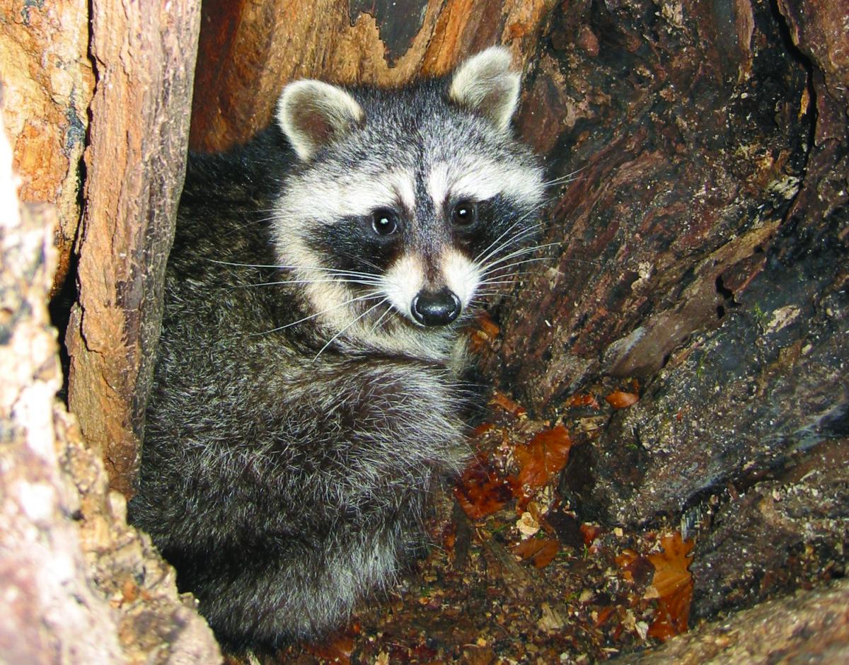 Raccoon 