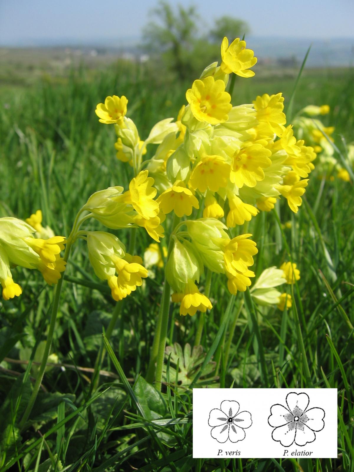 Cowslip