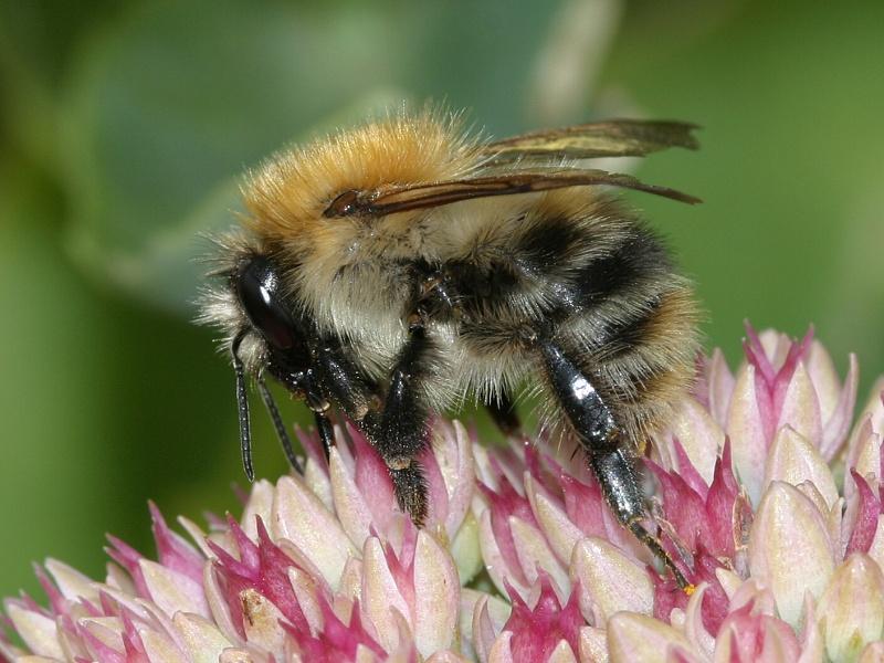 Common Carder Bee 