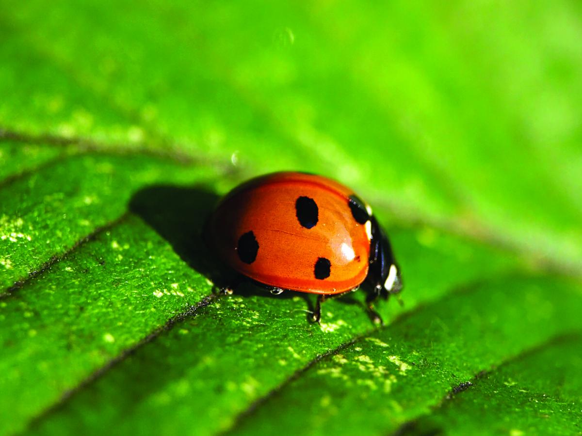 Seven-spot Ladybird Seven-spot Ladybird