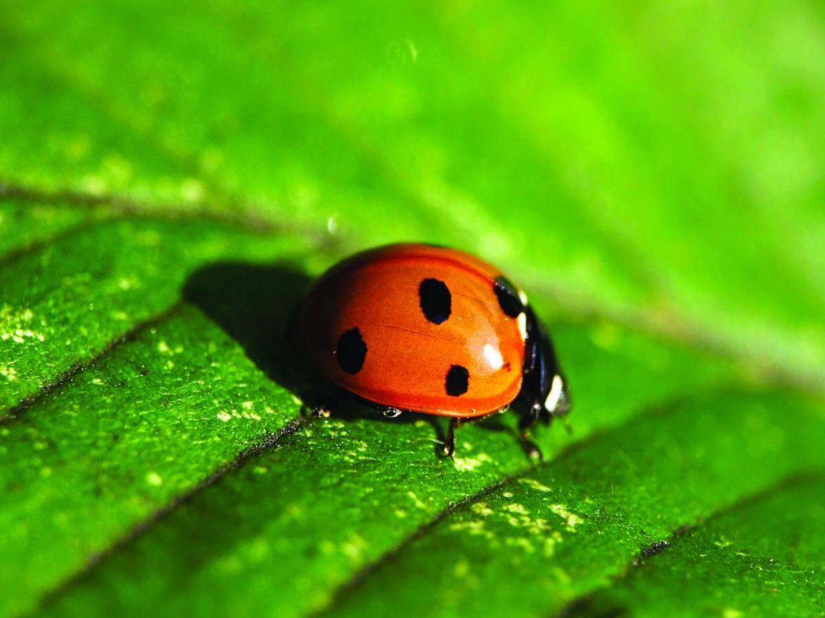 Seven-spot Ladybird