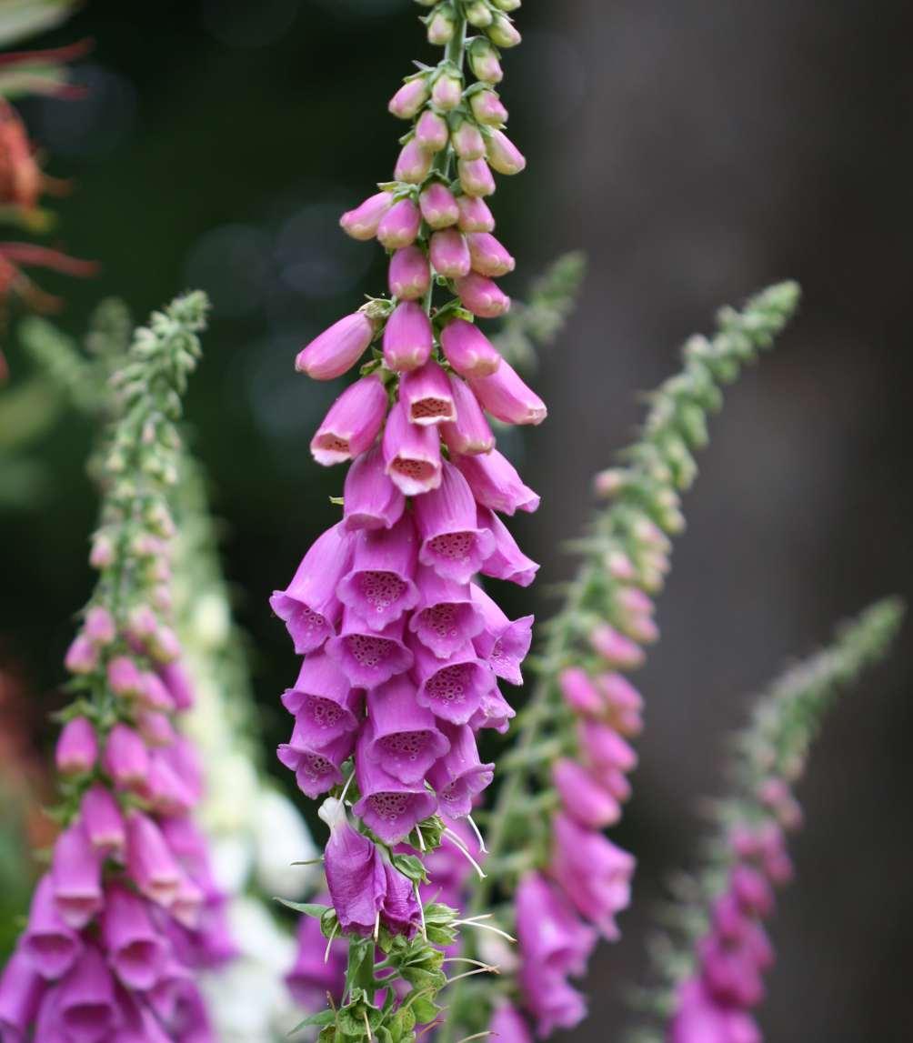 Foxglove