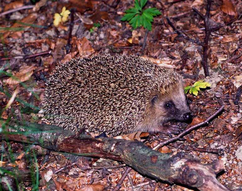 Hedgehog Hedgehog