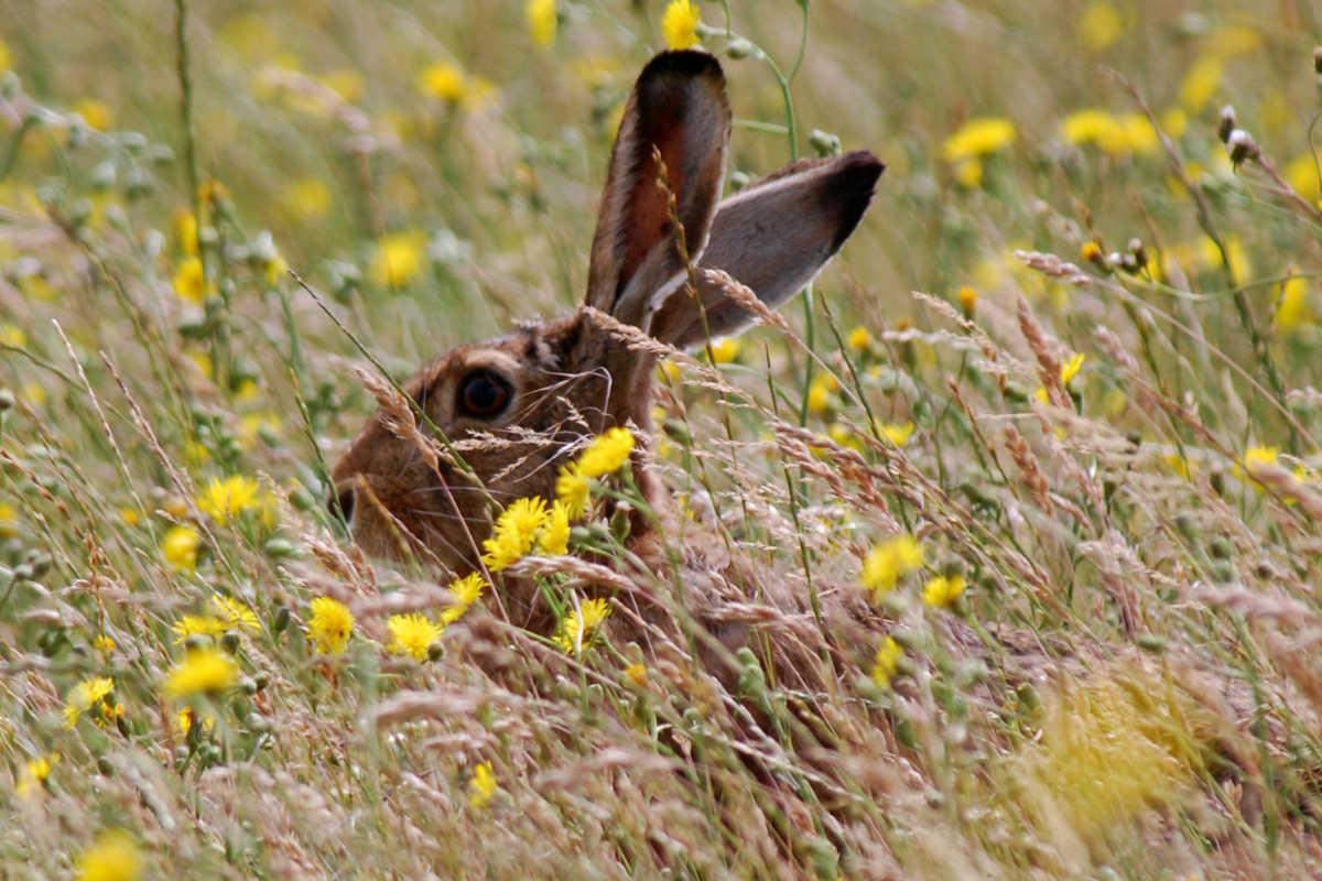 European Hare