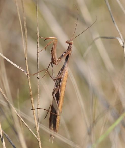 Praying Mantis