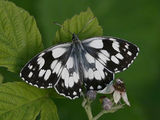 Marbled White Marbled White