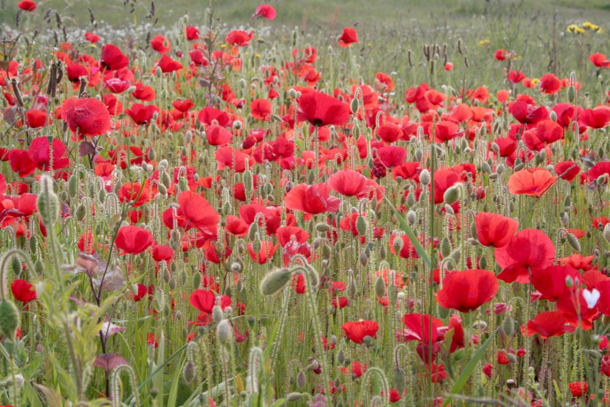 Corn poppy