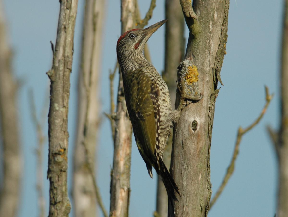 Green Woodpecker