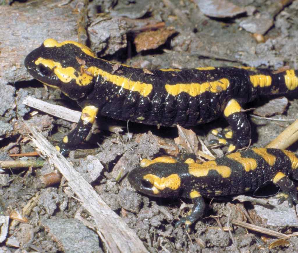 Feiersalamander