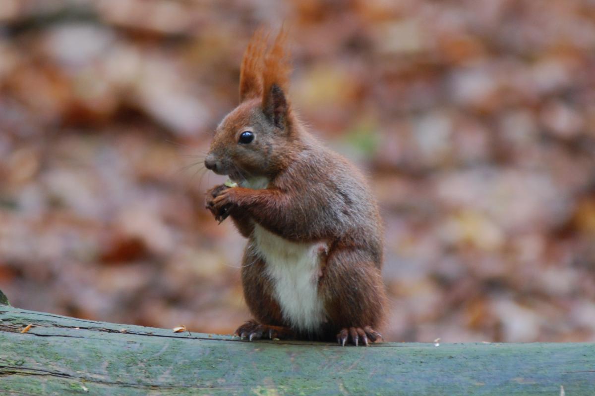 écureuil grimpe dans arbre pour atteindre son nid