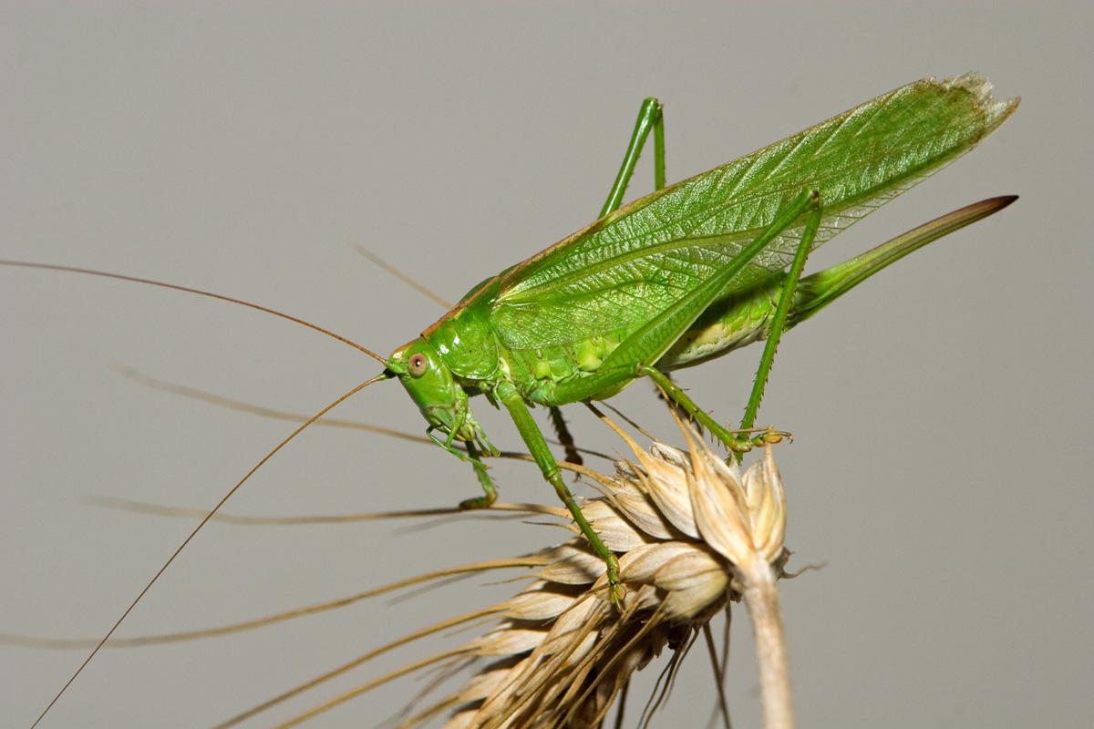 Great Green Bush-Cricket Great Green Bush-Cricket