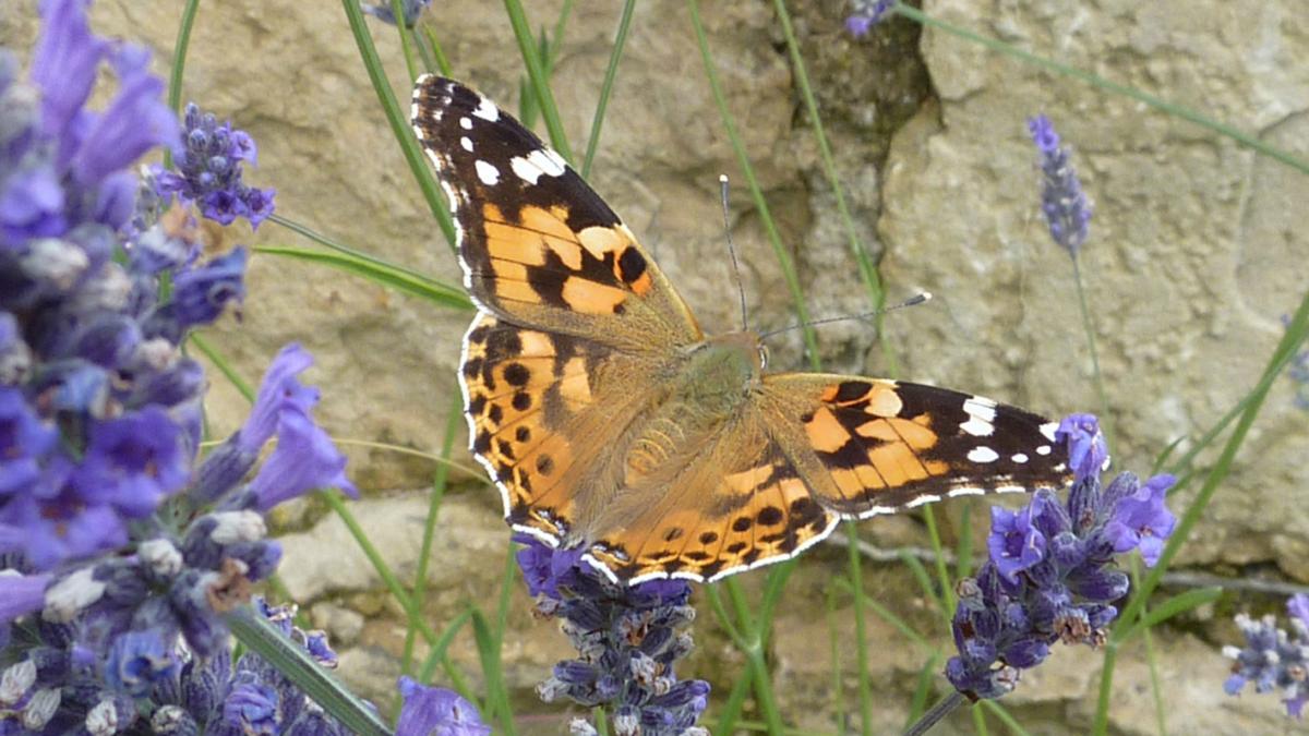 Vanesse des Chardons, Belle Dame